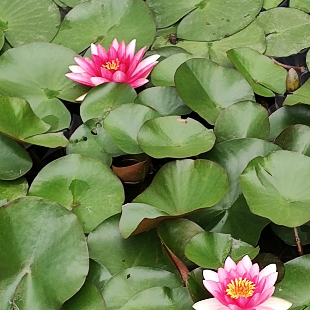 天水太太乐厨电