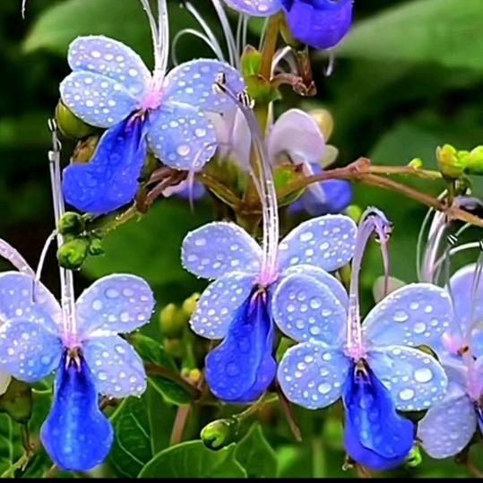 威士忌~加冰~ZXJ~