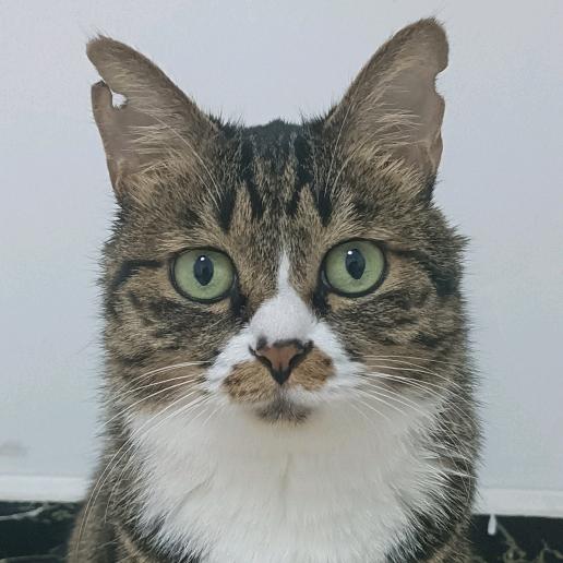 小猫包子和她的铲屎官