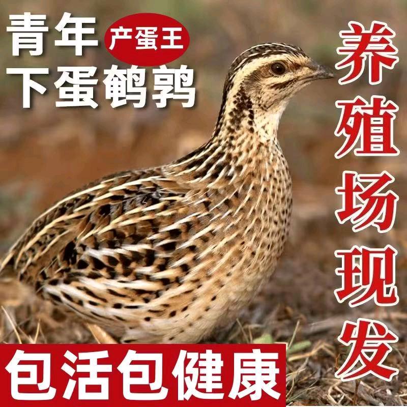 农家鹌舍