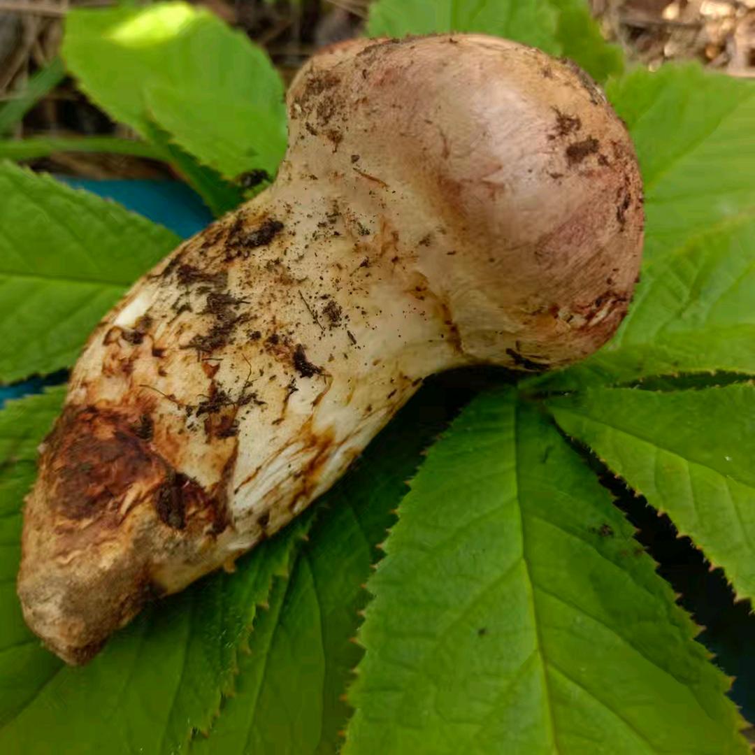 成都市千寻茸商贸部（个人独资）