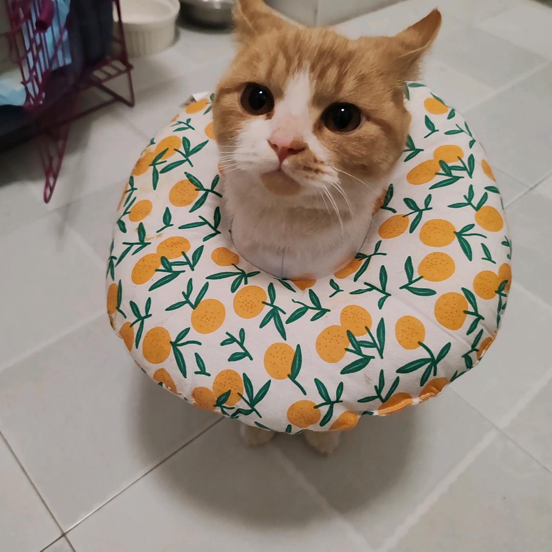 毛毛and球球⚽️