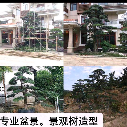 广东杨大师，专业罗汉松，黑松，油松，造型