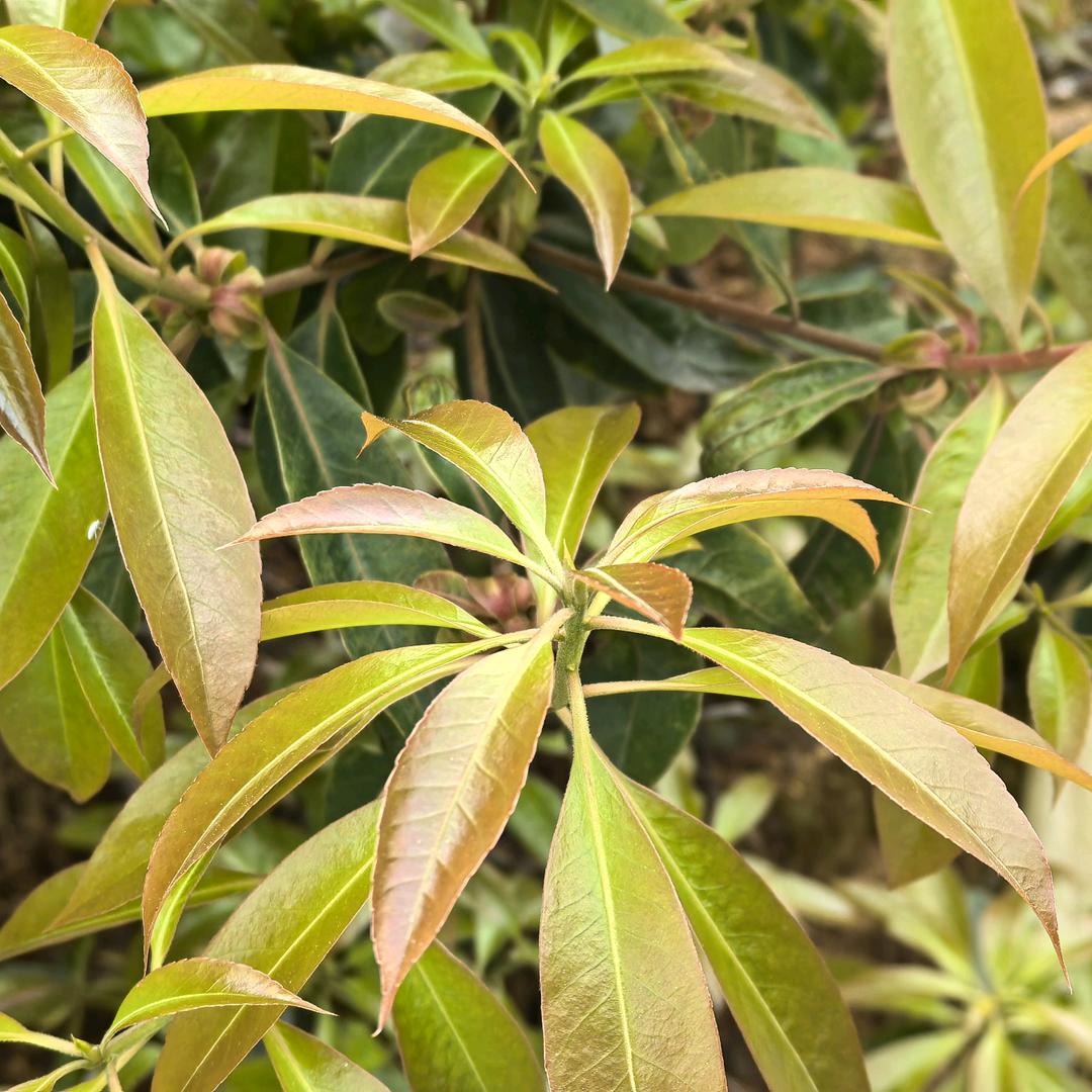 陌上花开