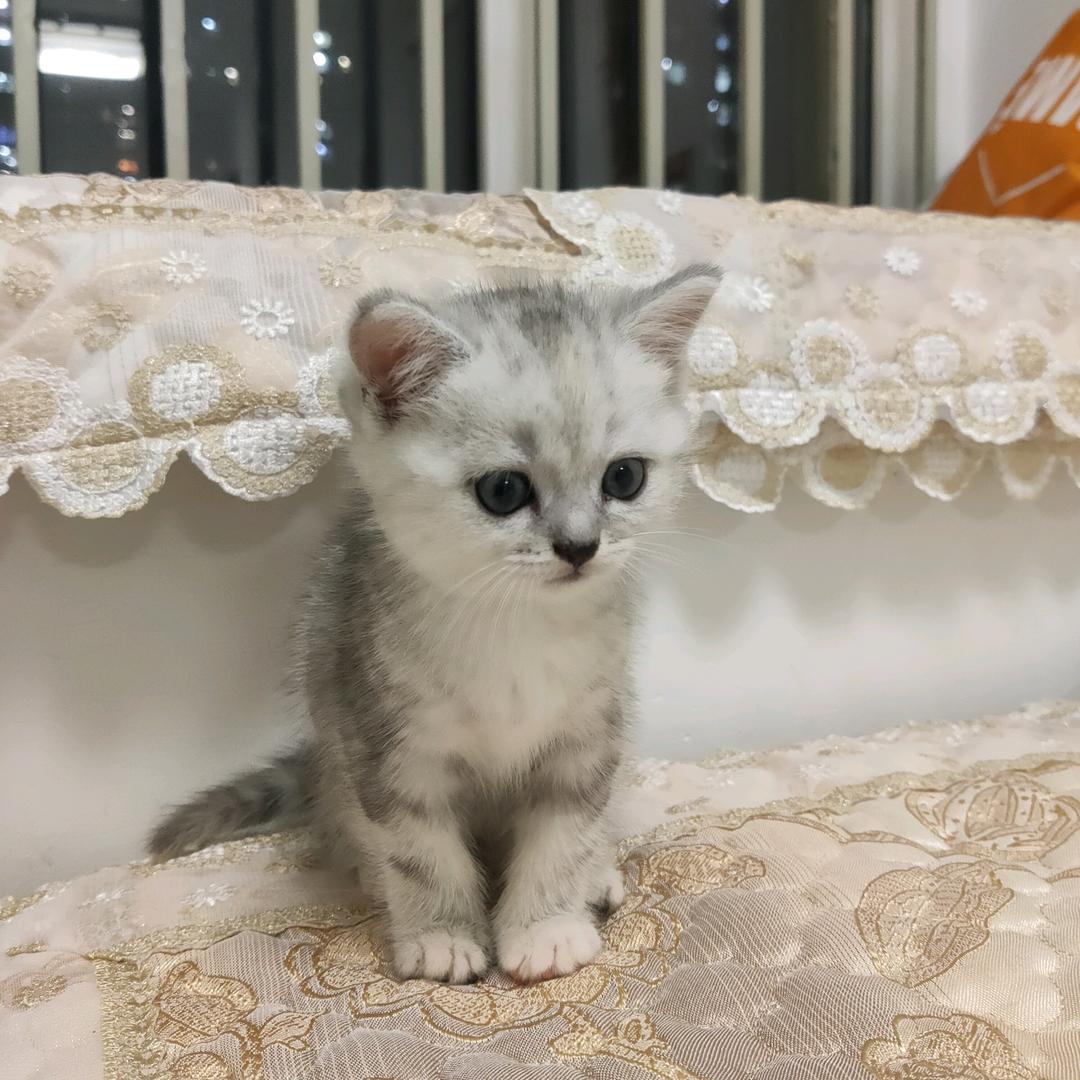 Alina