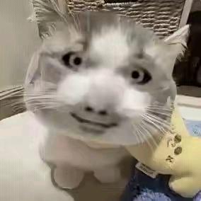 晓猫