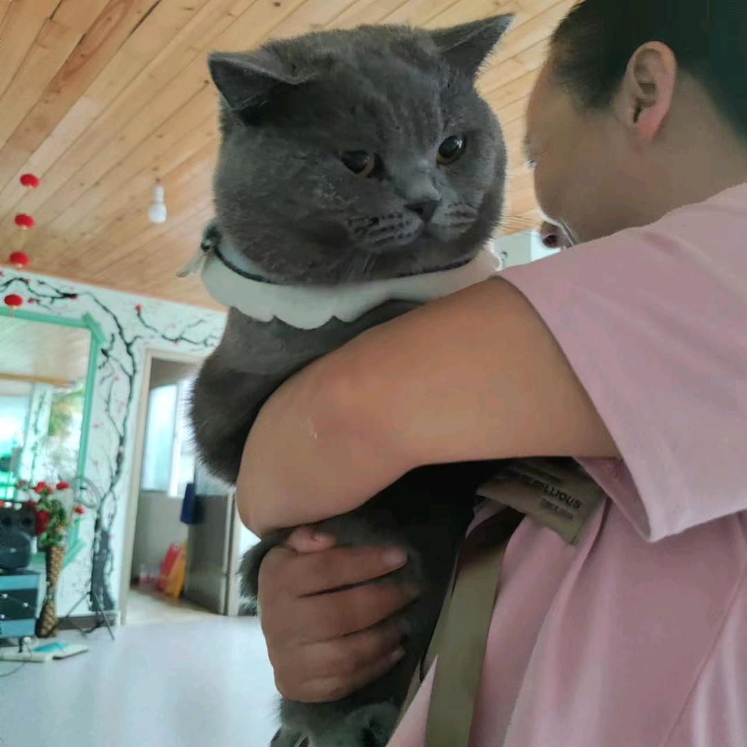 呀呀乐
