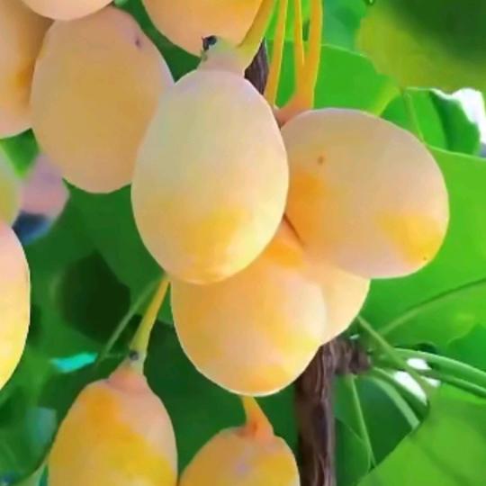 月是故乡明更明