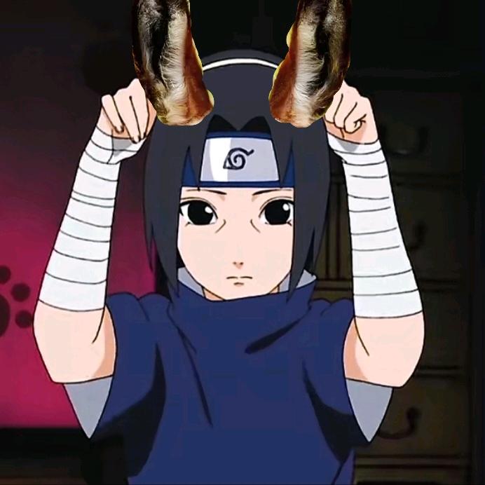 驴耳鼬