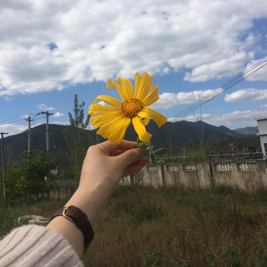 蜉蝣呀飞