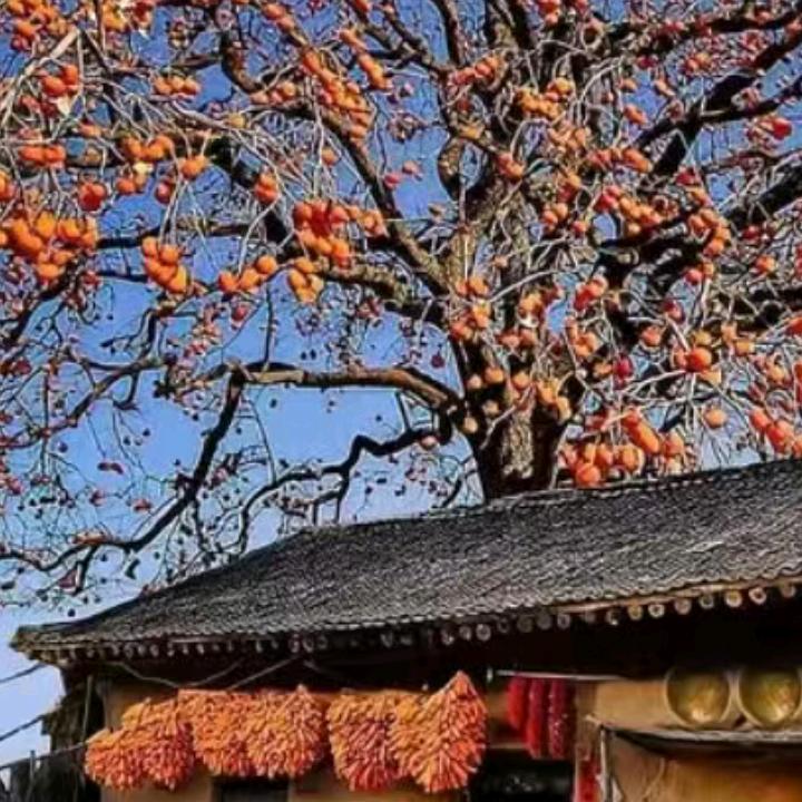 随欲而安