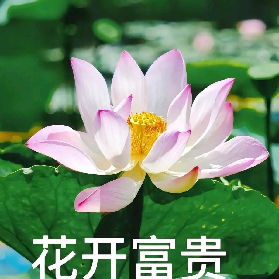 财源广进