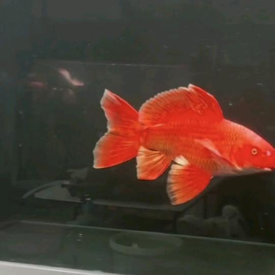 友谊蝴蝶🦋鲤🐟