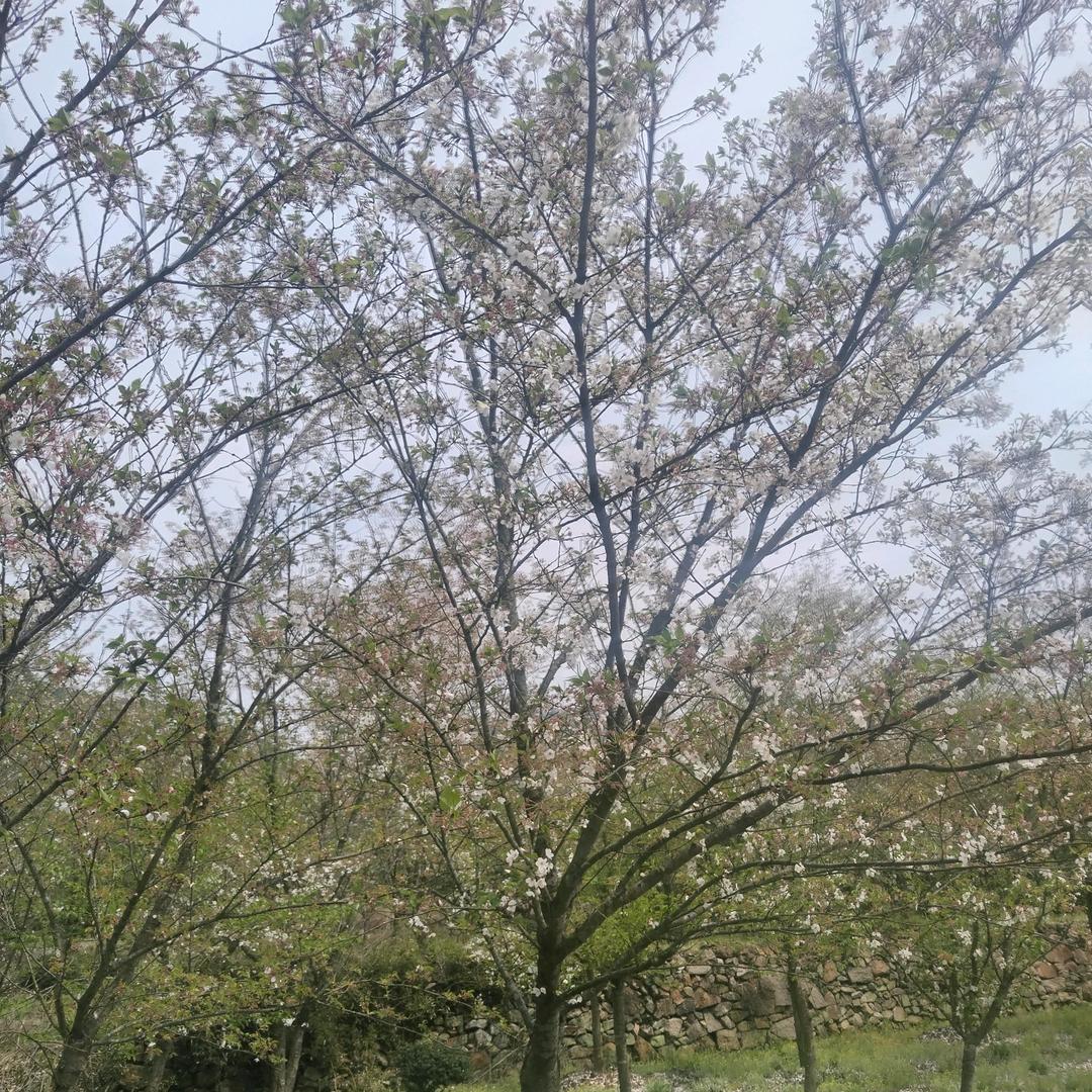 徳德诚信
