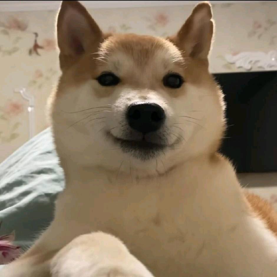 🐕💡