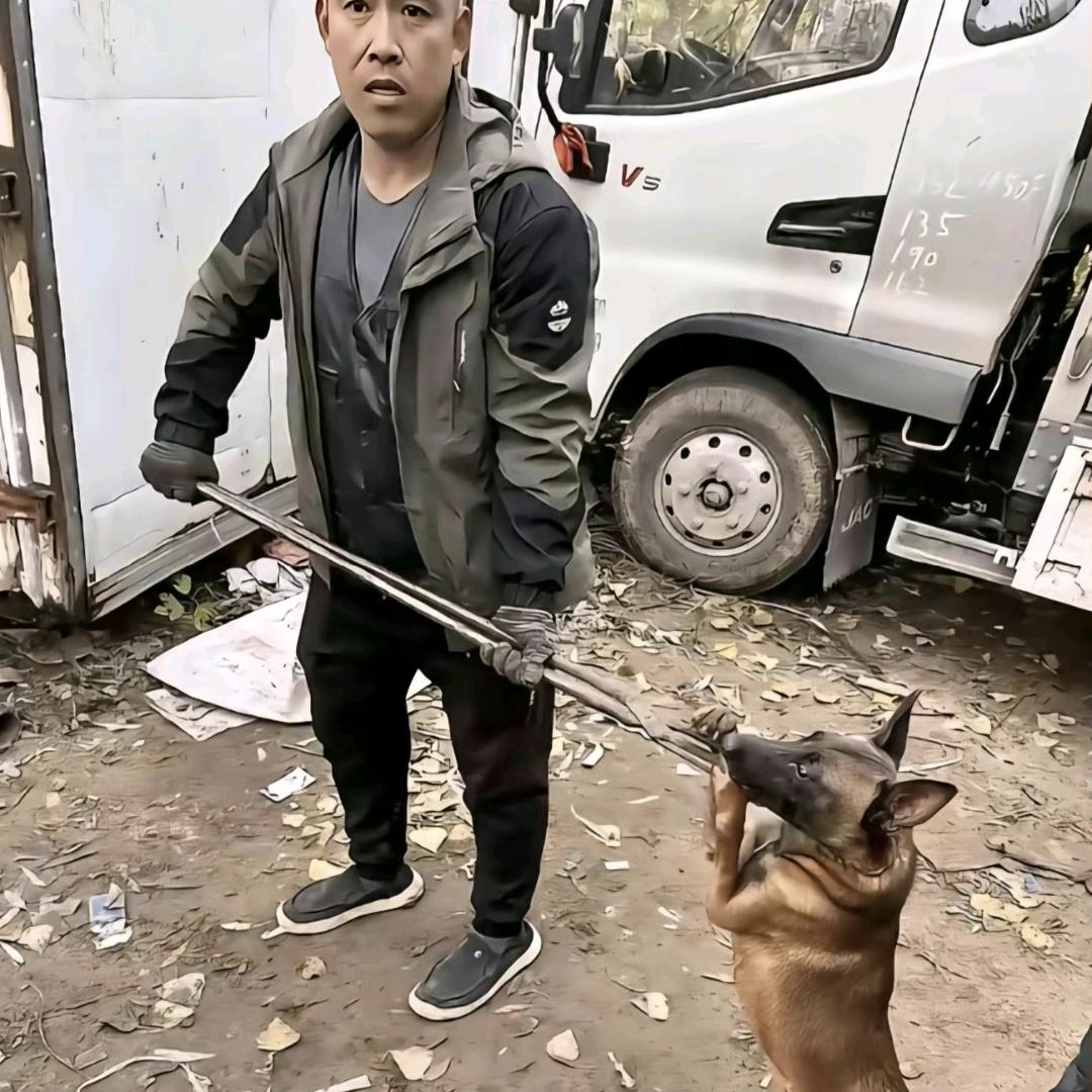 AAA成哥专业套狗（全国可套）