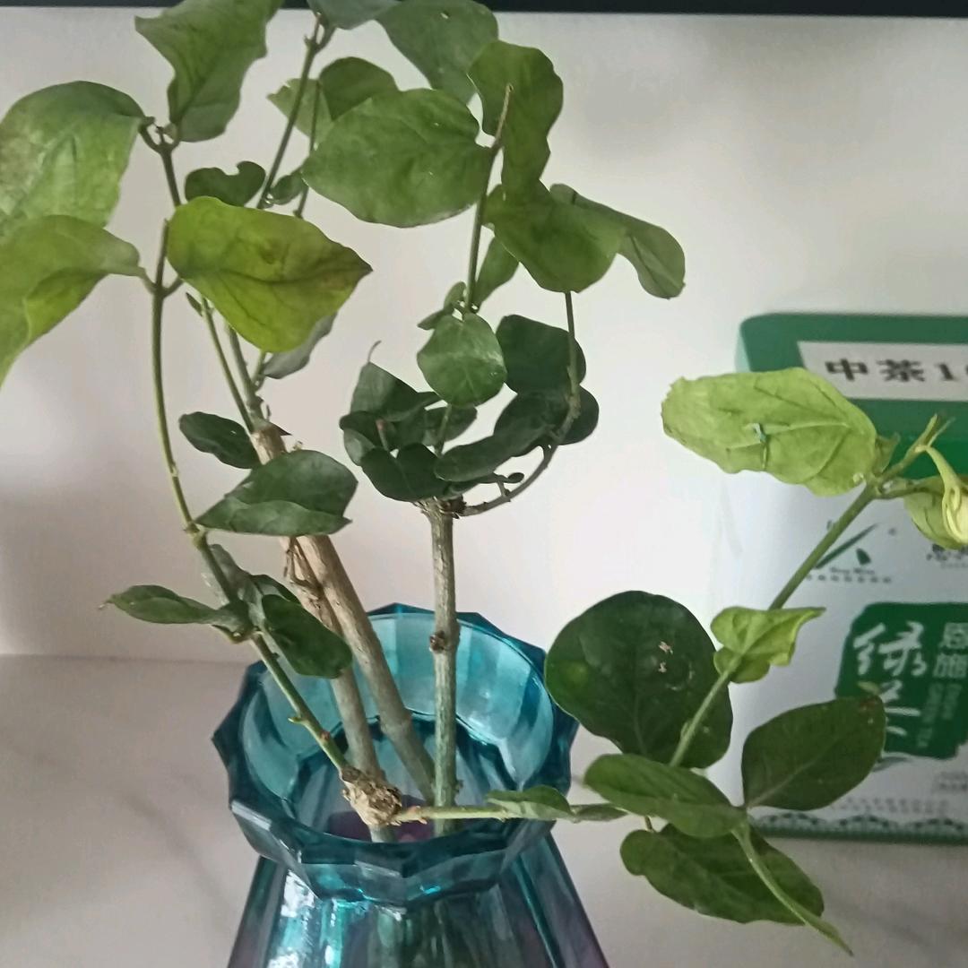 钎嫂头像