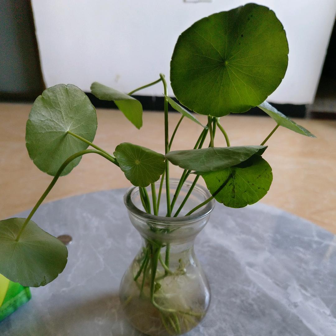 雾里看🌸