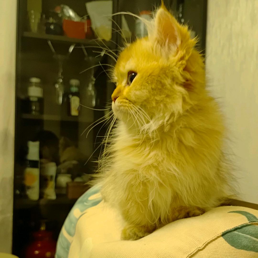 我家有只小板凳🐱