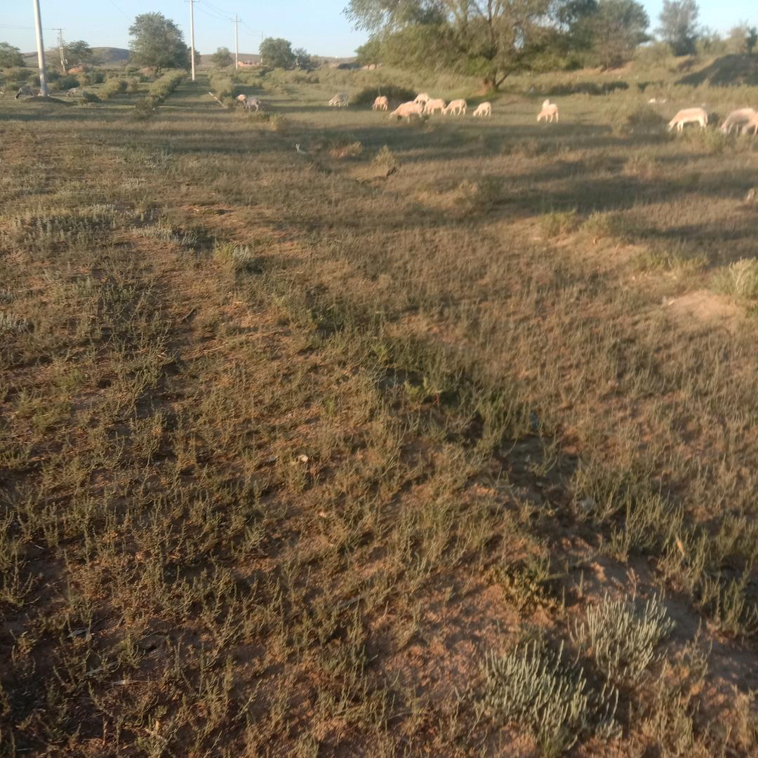 草原的马你咋耍就咋耍