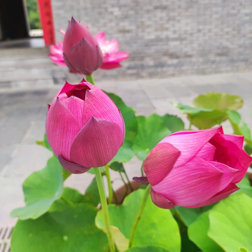 清清