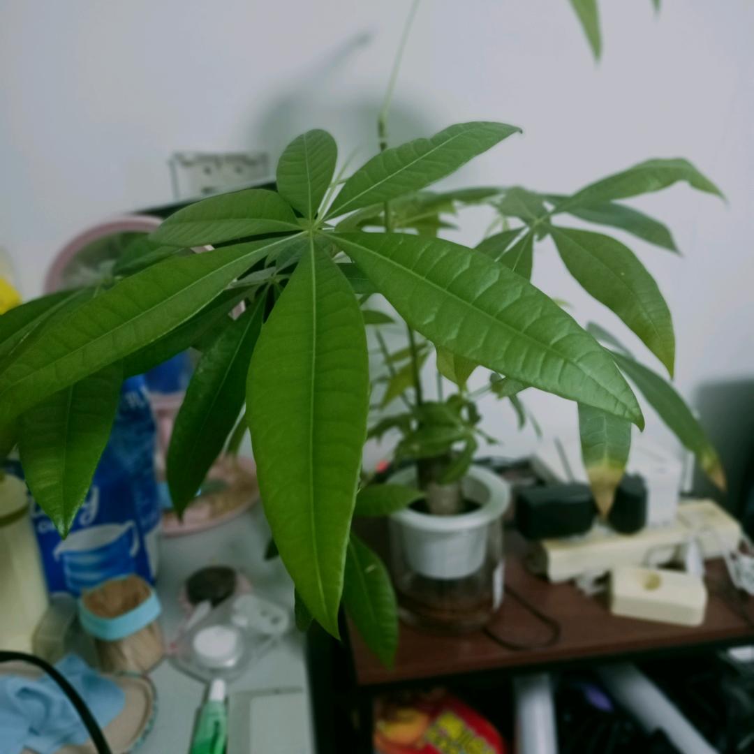 拉风哥