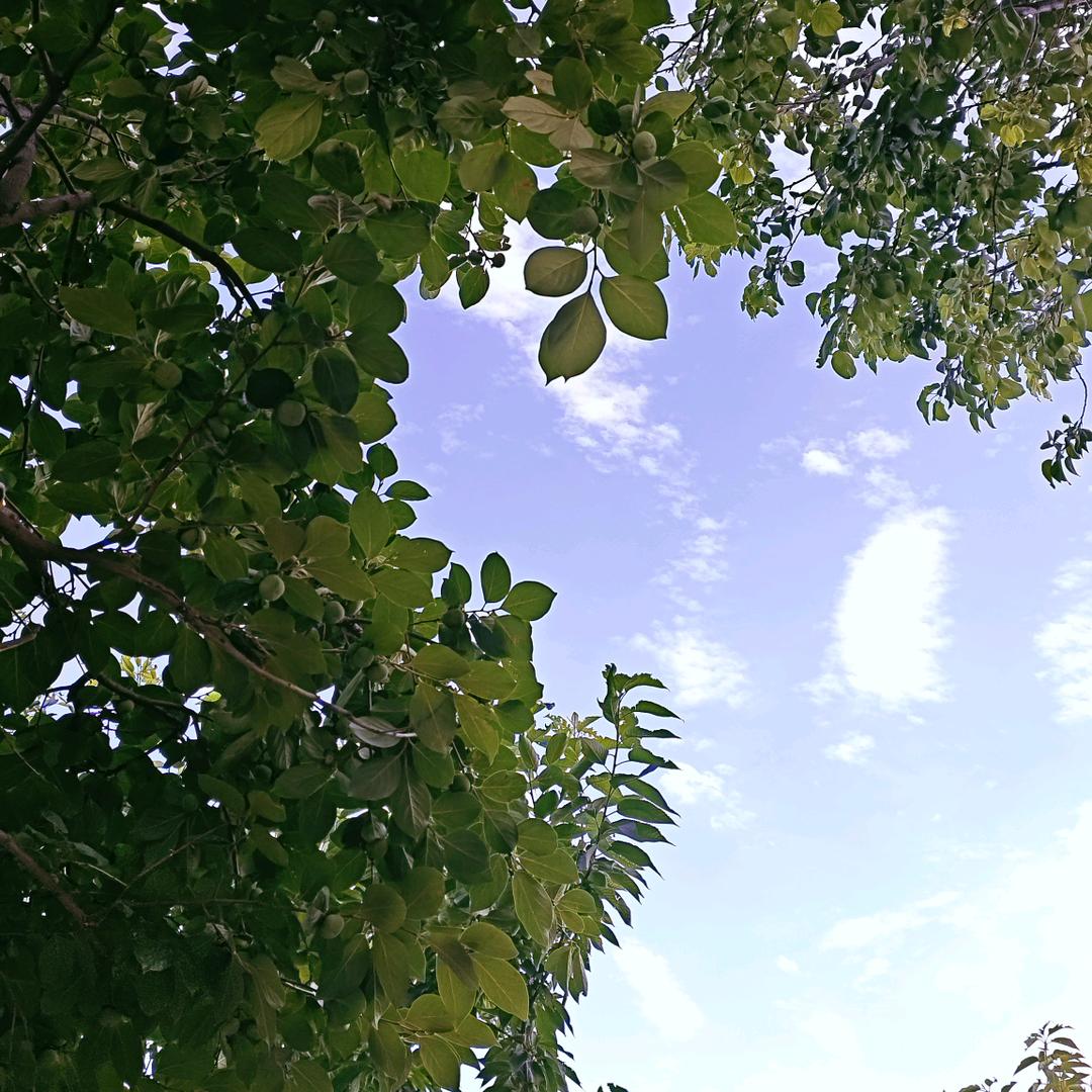 桃桃乌龙茶