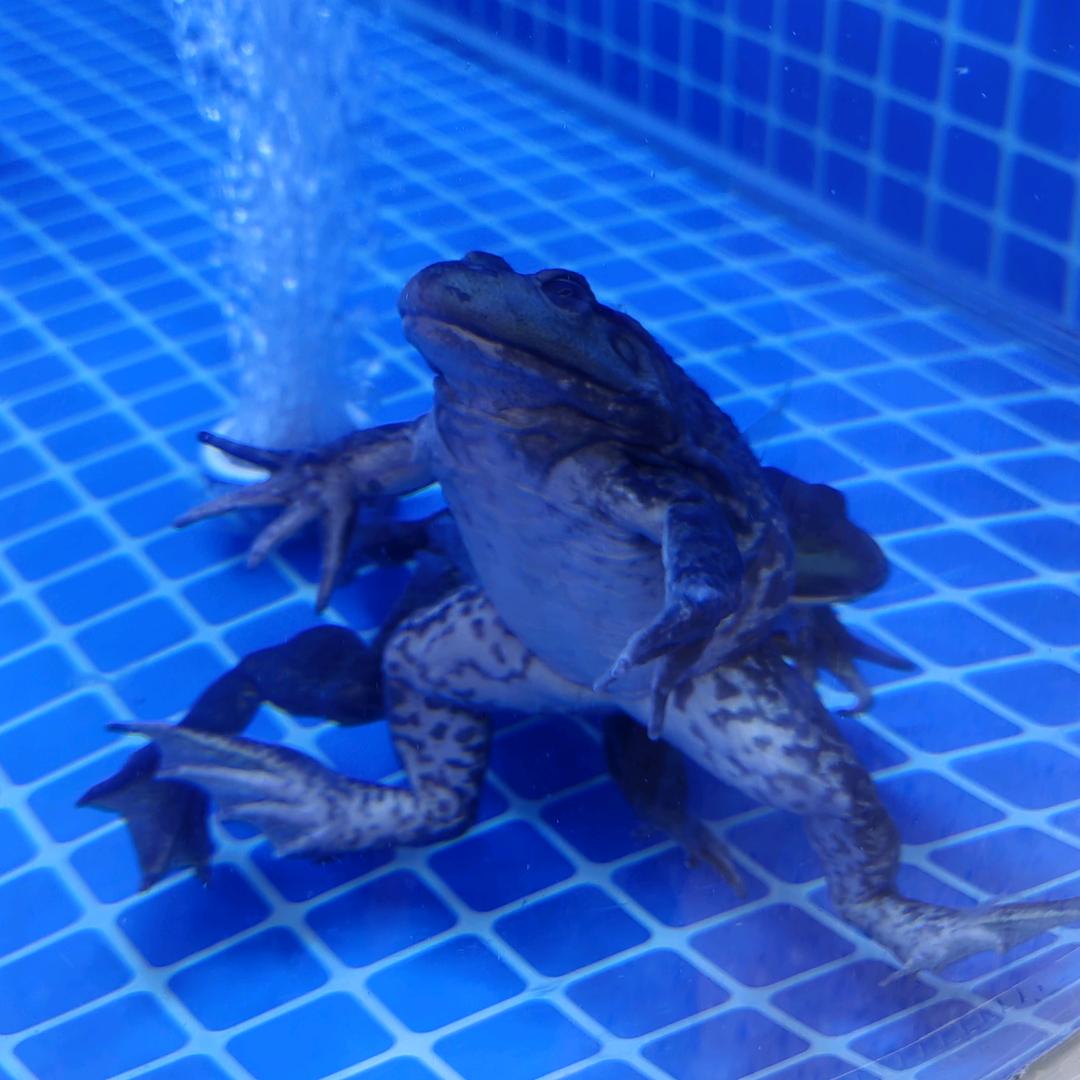 癞蛤蟆想吃天鹅肉。