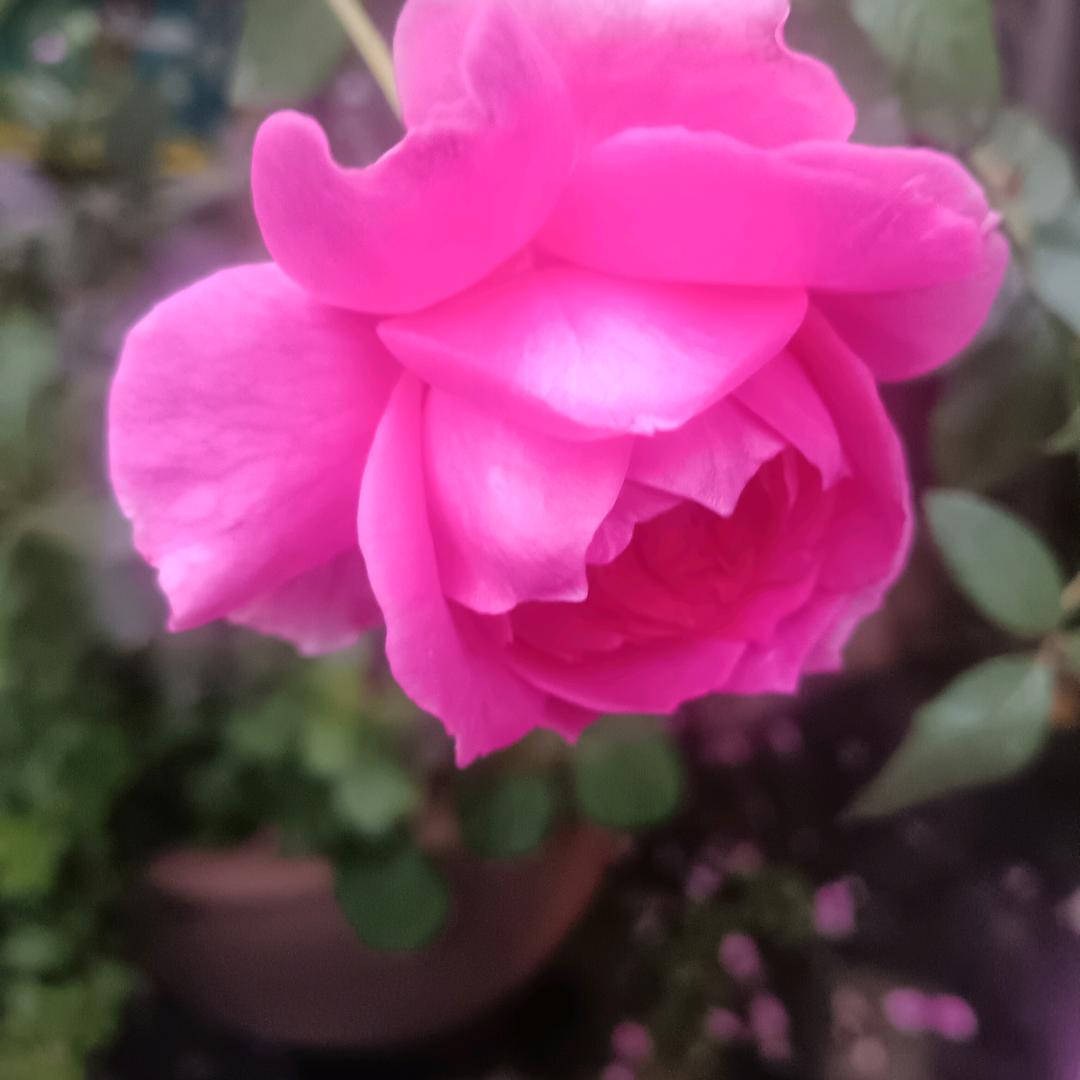 孔歌（庆子辈）