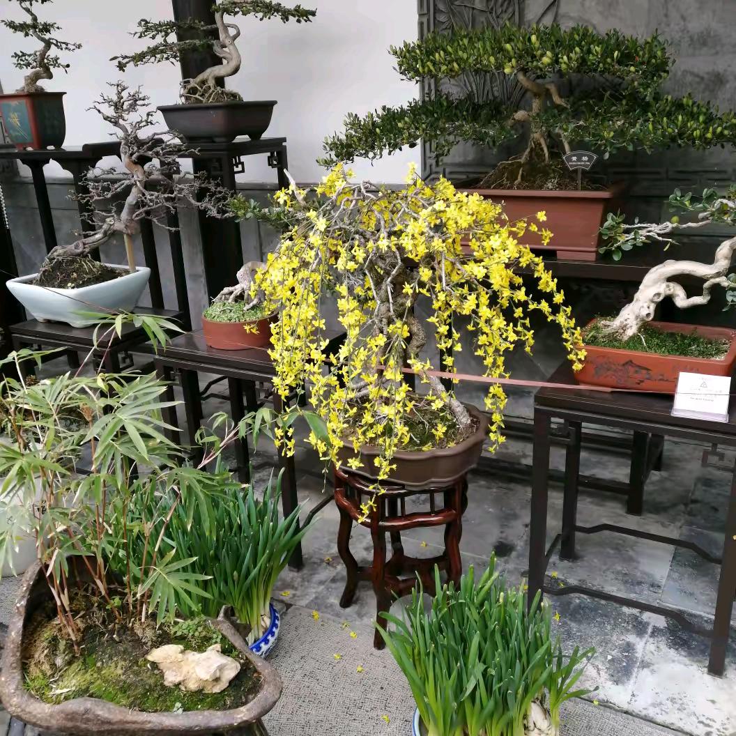 徐正花
