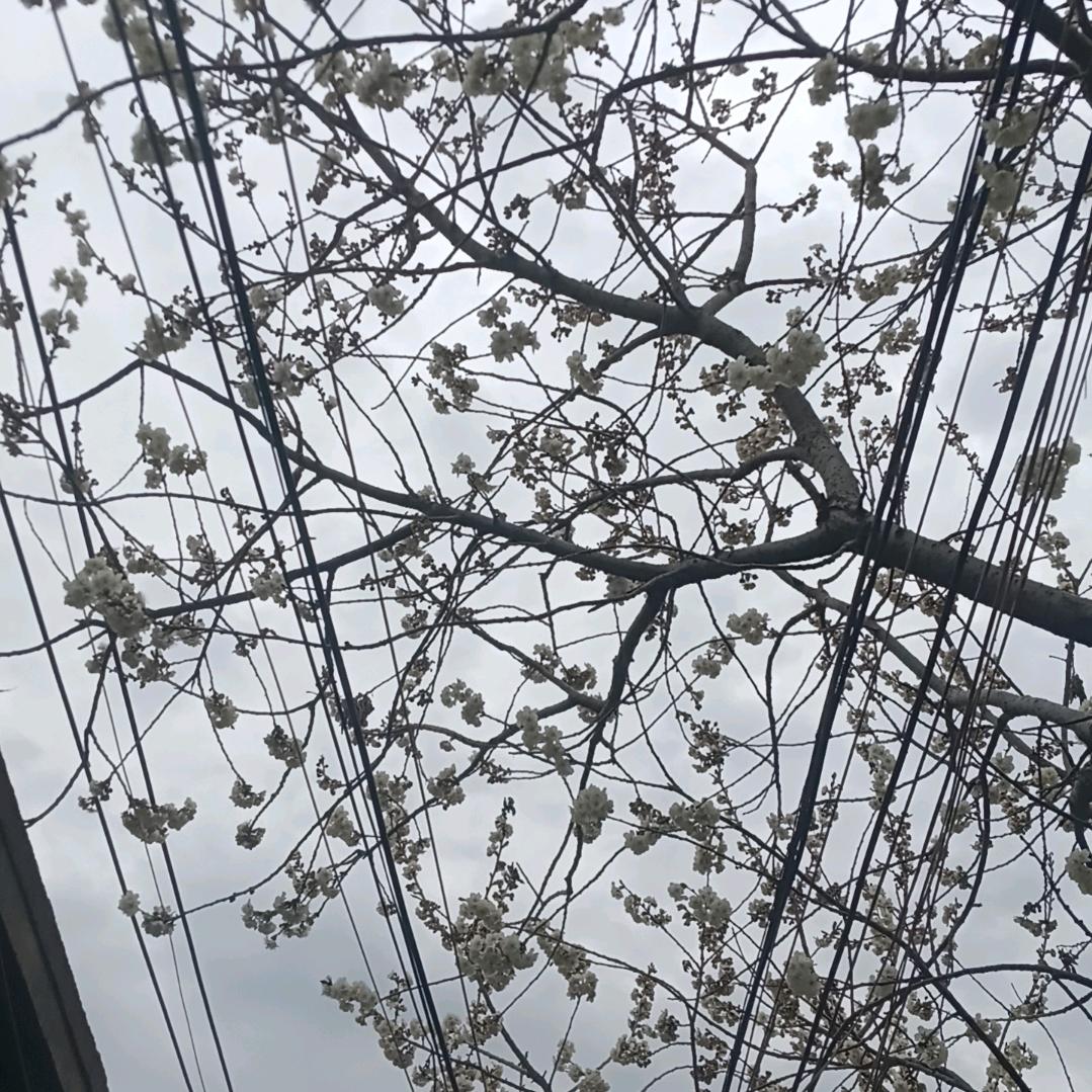 再续前袁1314