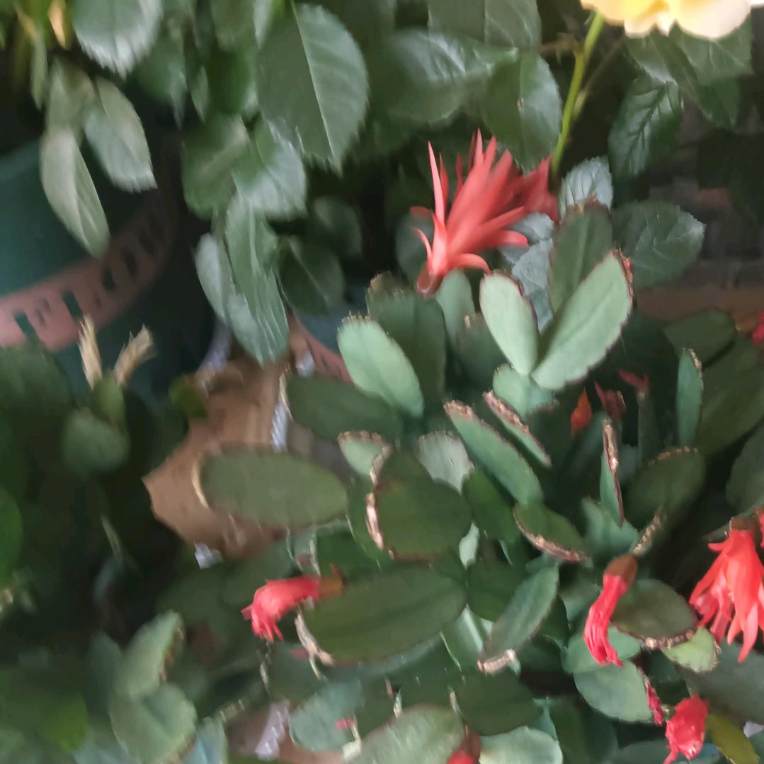 情深深雨蒙蒙