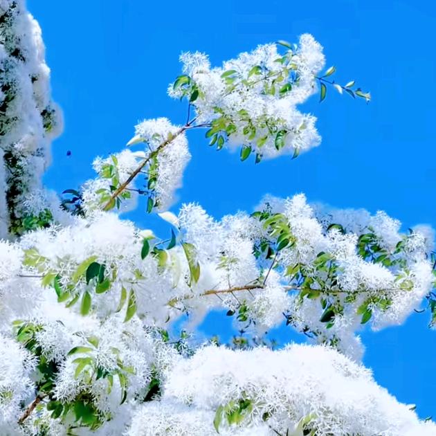 ︶小♡铃๑ò铛🥰🥰