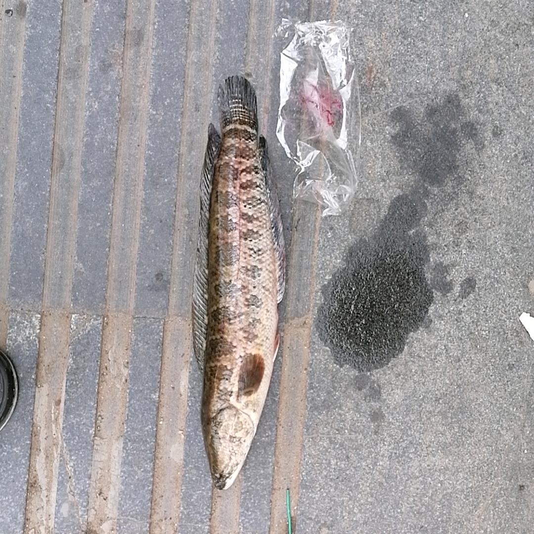 随手摘书