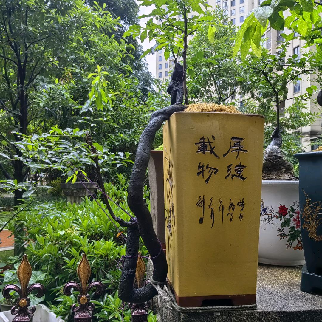 金蟾