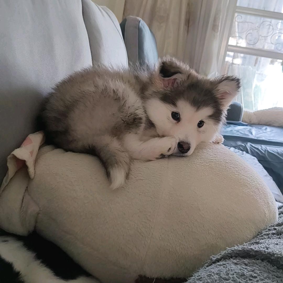 喵喵喵喵喵犬