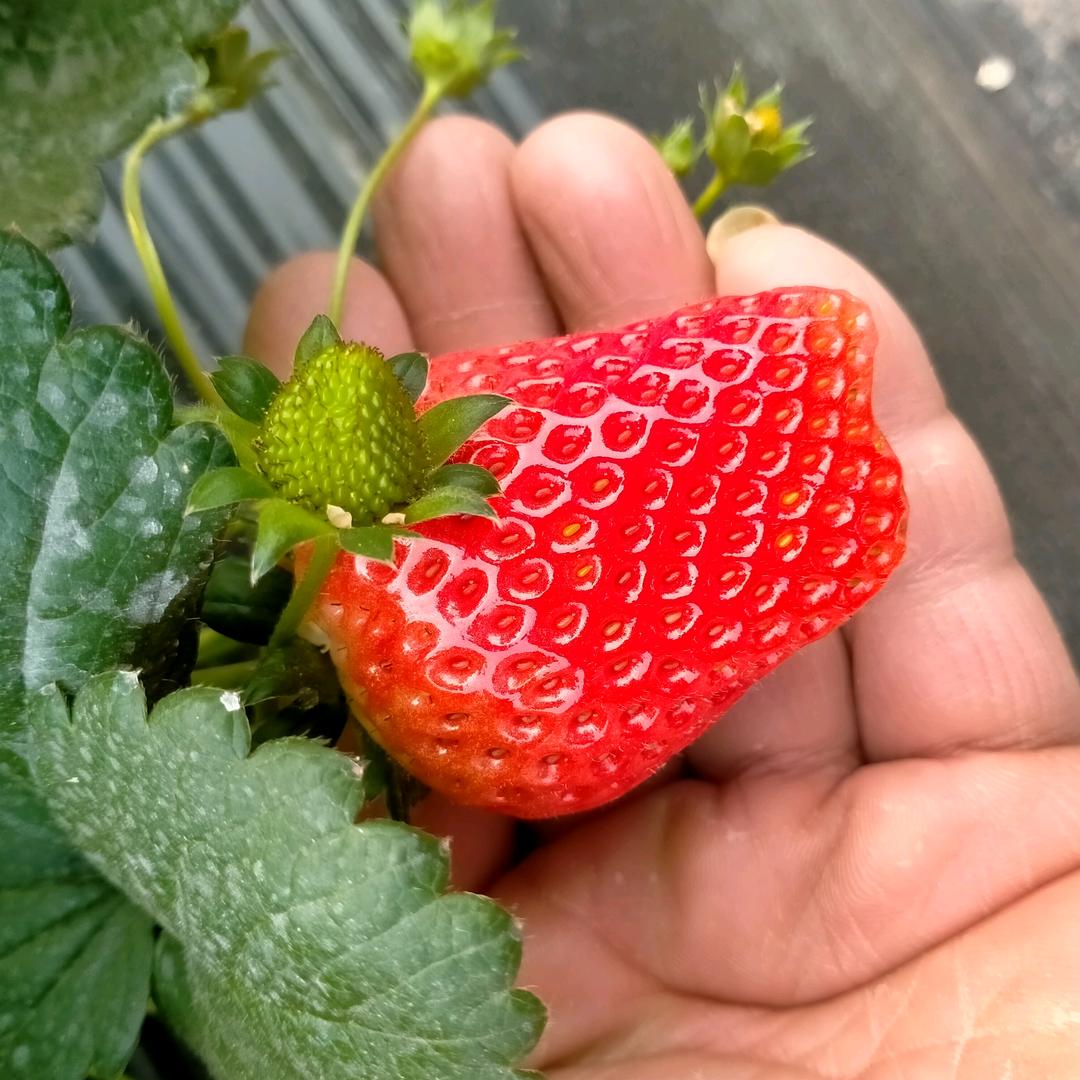 一半人生，一半梦