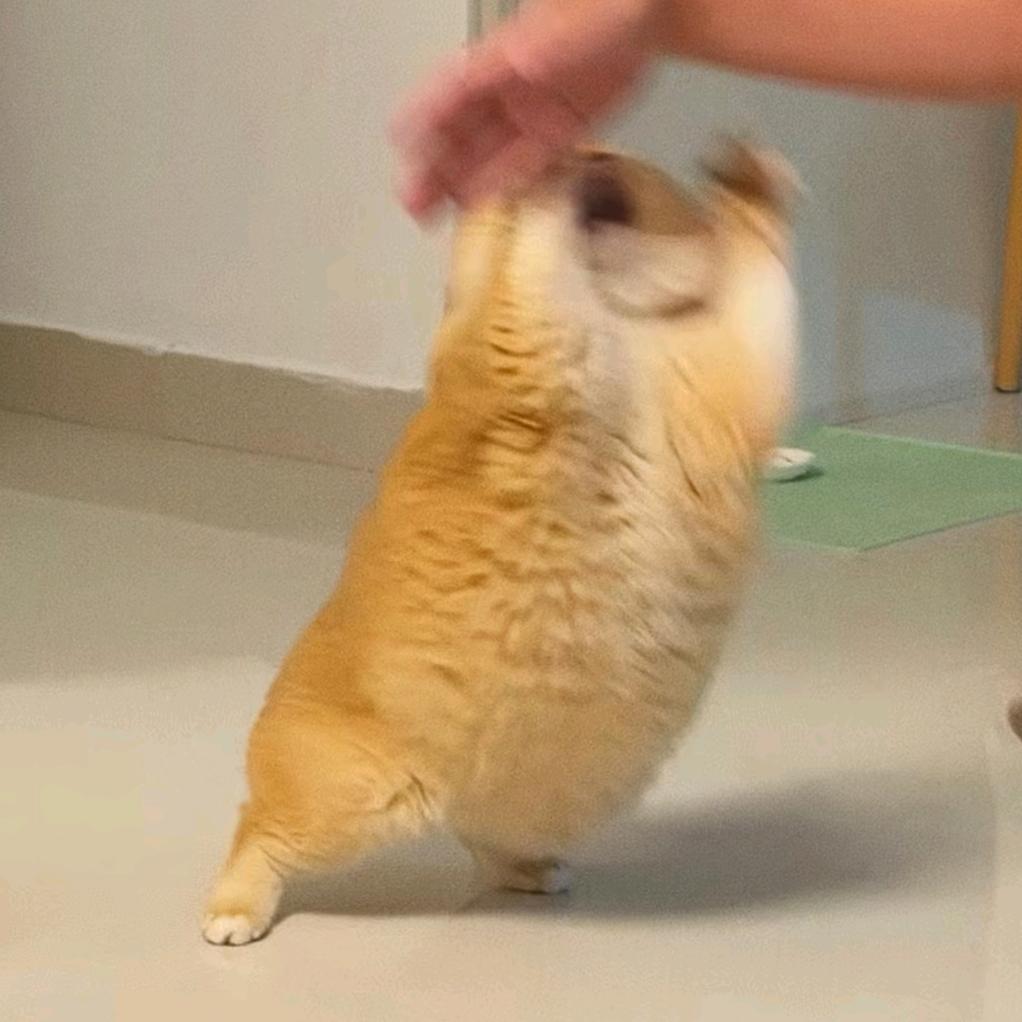 马 蹄 爆 爆 珠 🍧