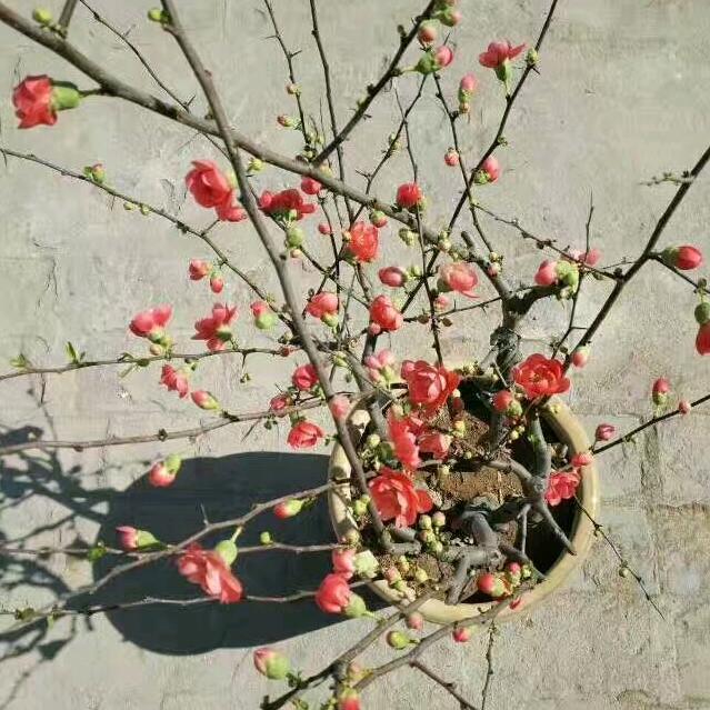 枫叶