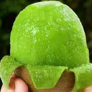 历利行(猕猴桃)