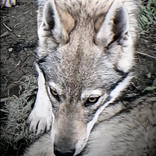 养捷克狼犬的阿姨一彤欣犬舍