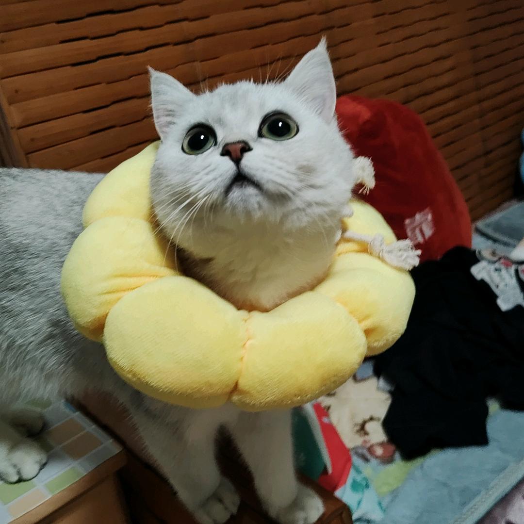 传说中的小帽子