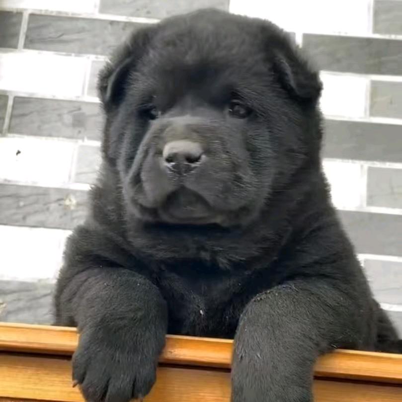 国犬田园(中华田园犬、五黑、黄狗、土松)