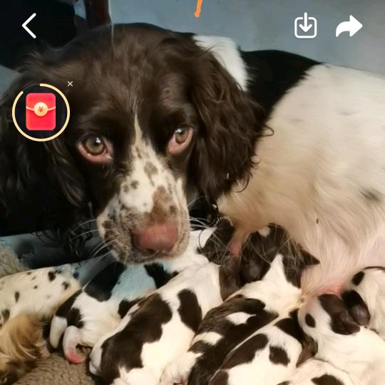 苏北旺旺宠物户外