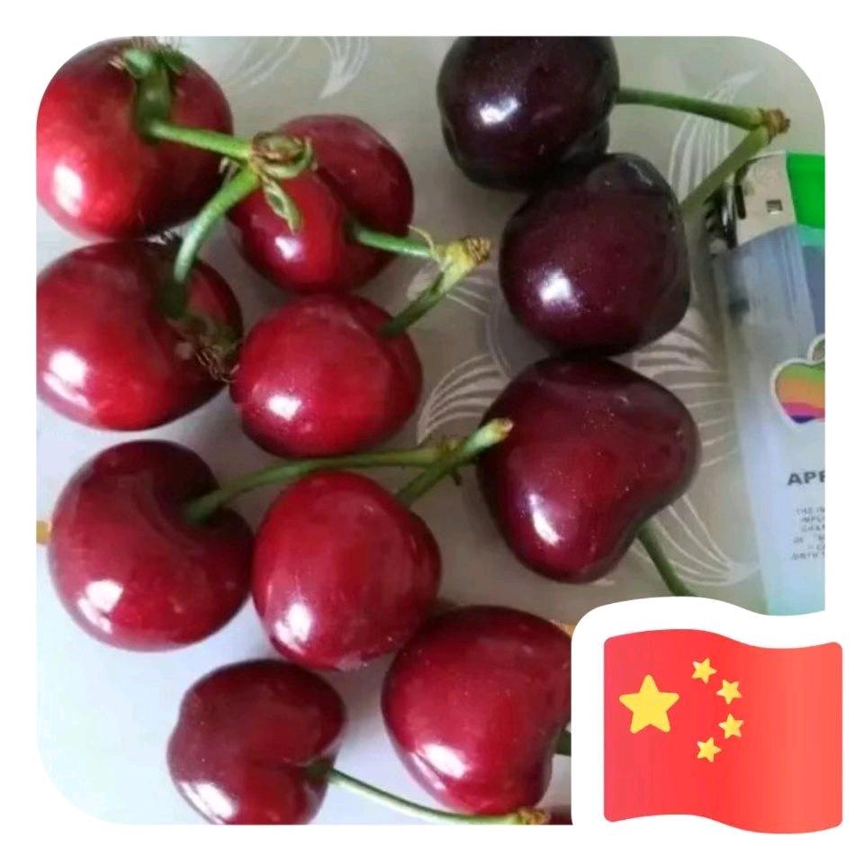 自由的风