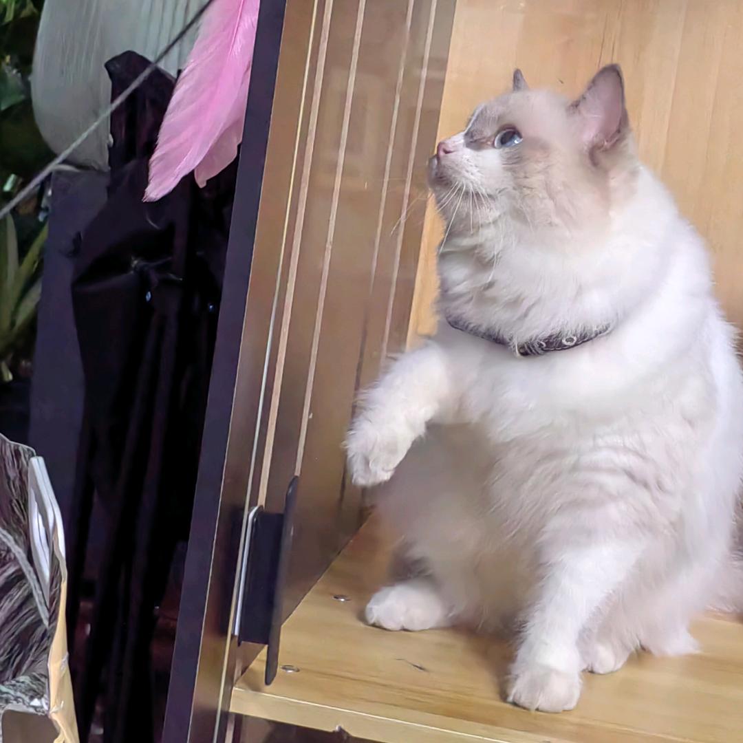 洪亮蚕丝被鹅绒被除螨杀菌旧被翻新