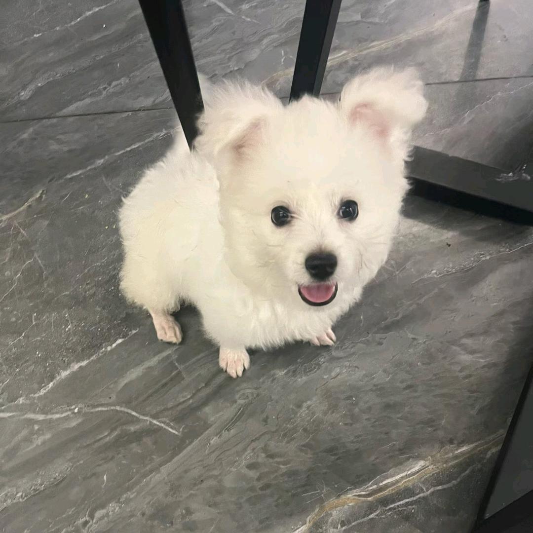 ꧔ꦿ Yan