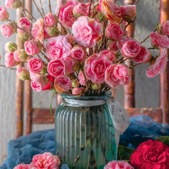 💞℘࿐ᩚ芯芯向荣