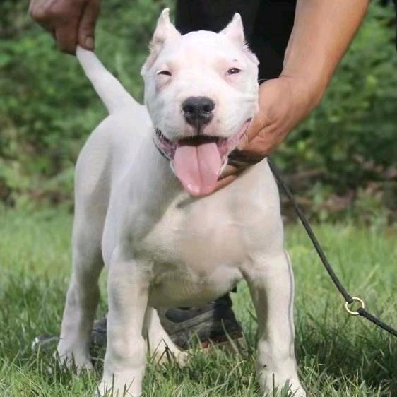 佰诚名犬
