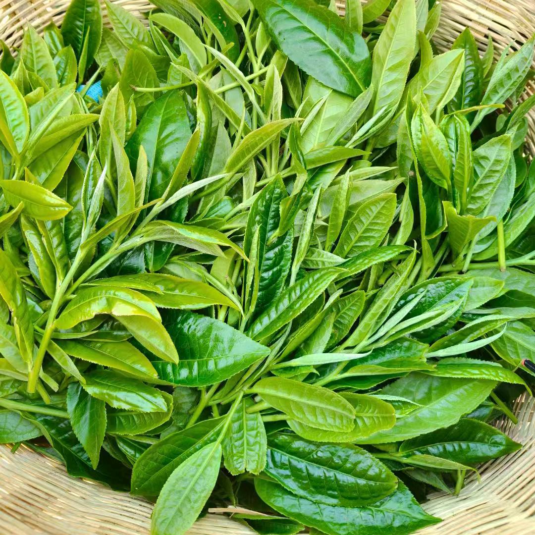 勐库冰岛源头茶农